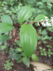 Maianthemum scilloideum