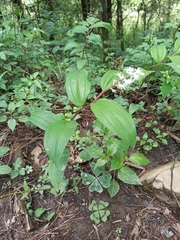 Maianthemum scilloideum