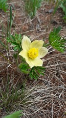 Pulsatilla orientali-sibirica