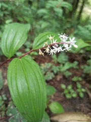 Maianthemum scilloideum