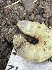 Noctuinae