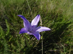 Campanula lusitanica