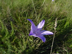 Campanula lusitanica