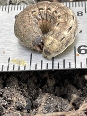 Noctuinae