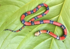 Erythrolamprus bizona