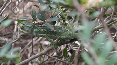 Chamaeleo chamaeleon chamaeleon