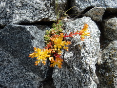 Sedum obtusatum