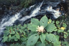 Hydrangea involucrata