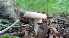Lactifluus glaucescens