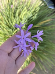 Tulbaghia