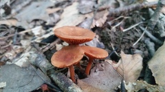 Lactarius subserifluus