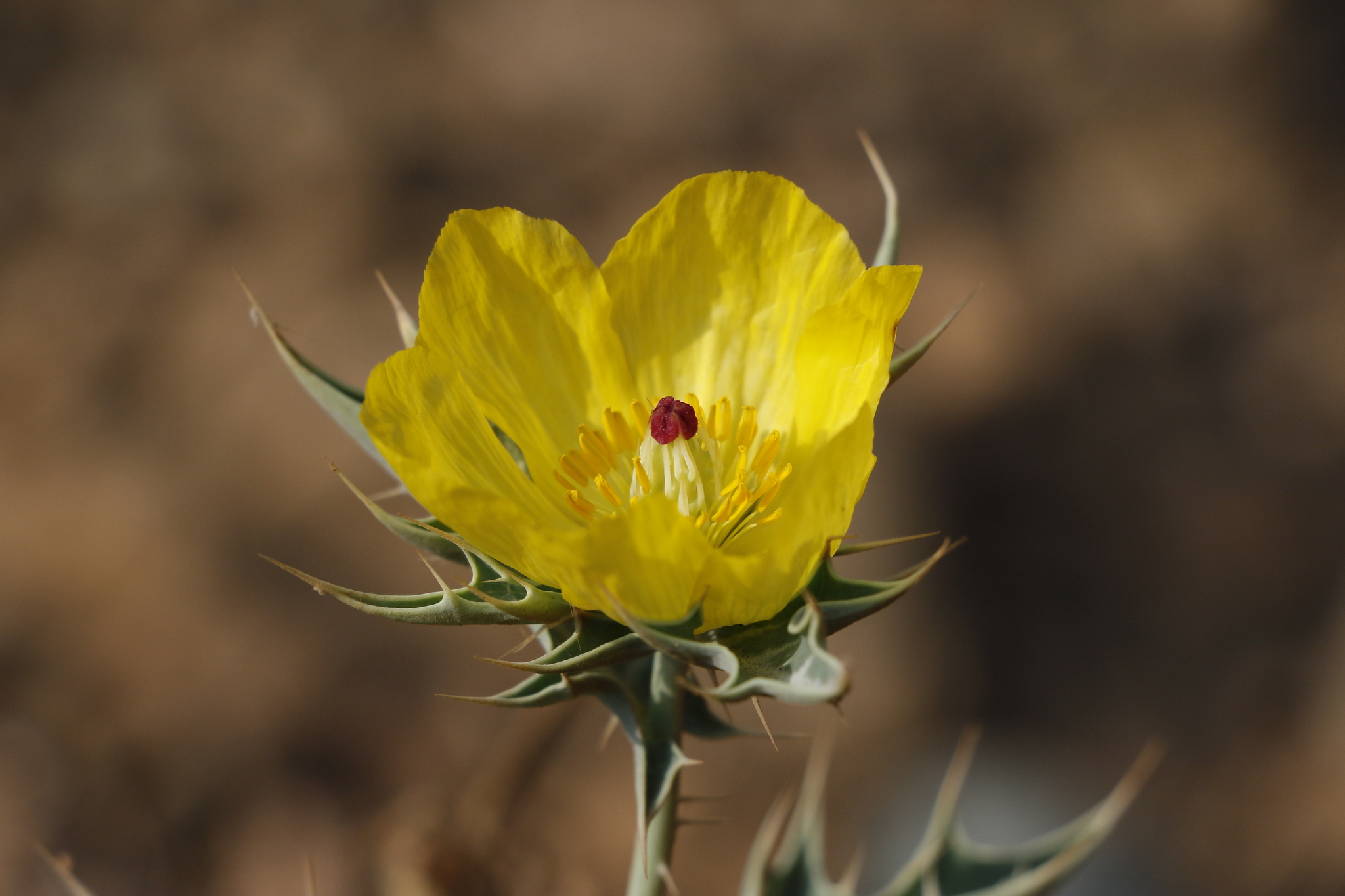 Argemone mexicana