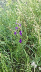 Consolida orientalis