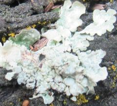 Parmelioideae