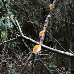 Aleurodiscus vitellinus