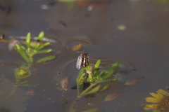 Nysius simulans