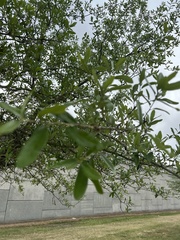Quercus fusiformis