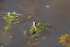 Nysius simulans