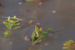 Nysius simulans
