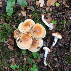 Cortinarius austroturmalis
