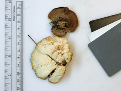 Mycorrhaphium adustum