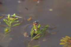 Nysius simulans