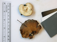 Mycorrhaphium adustum