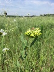 Asclepias meadii