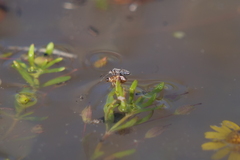 Nysius simulans