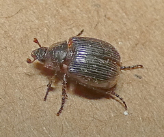 Hybosorinae