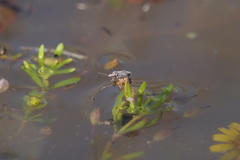 Nysius simulans