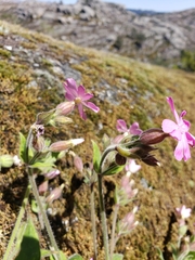 Silene acutifolia