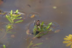 Nysius simulans