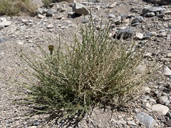 Adenophyllum cooperi