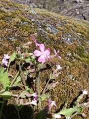 Silene acutifolia
