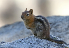 Callospermophilus lateralis bernardinus