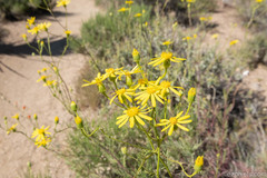 Senecio flaccidus monoensis