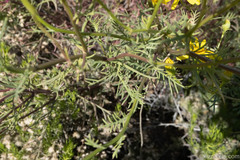 Senecio flaccidus monoensis