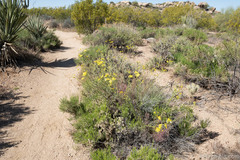 Senecio flaccidus monoensis
