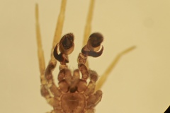Phrurolithus festivus