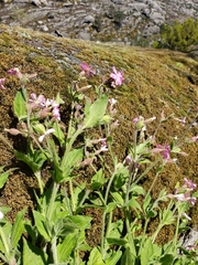 Silene acutifolia