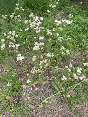 Erigeron philadelphicus