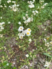 Erigeron philadelphicus