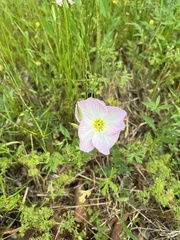 Oenothera speciosa