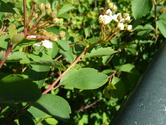 Spiraea cantoniensis
