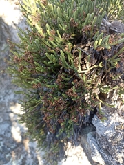 Veronica quadrifaria