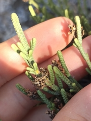 Veronica quadrifaria