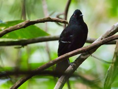 Pyriglena leucoptera
