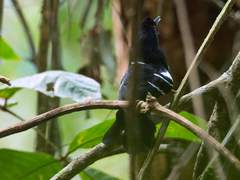 Pyriglena leucoptera