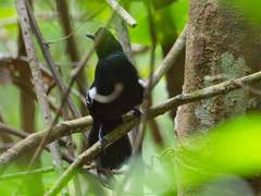 Pyriglena leucoptera